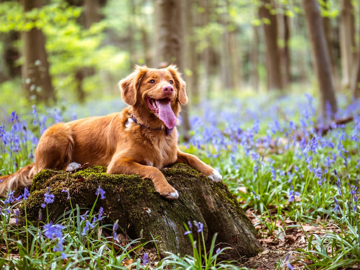 A happy dog resting on a mossy tree stump among bluebells